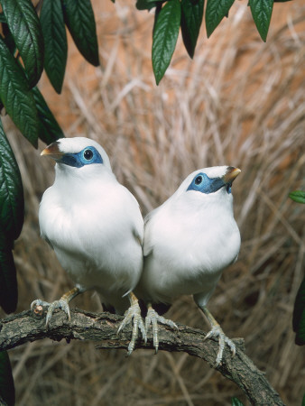 Rothschild's / Bali Mynah Birds (Leucopsar Rothschildi) by Reinhard Pricing Limited Edition Print image