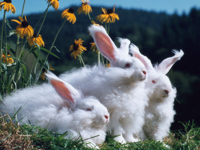 Domestic Angora Rabbits by Reinhard Pricing Limited Edition Print image