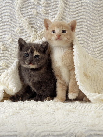 Domestic Cat, Blue-Cream And Cream Kittens In White Candlewick Bedspread, Bedroom by Jane Burton Pricing Limited Edition Print image