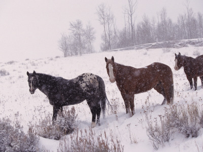 Domestic Horses, In Snow, Colorado, Usa by Lynn M. Stone Pricing Limited Edition Print image