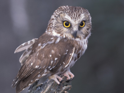 Northern Saw-Whet Owl, Alaska, Us by Lynn M. Stone Pricing Limited Edition Print image