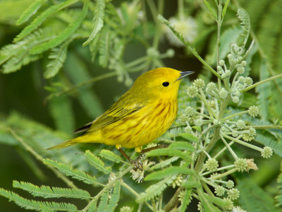 Yellow Warbler, Male, South Padre Island, Texas, Usa by Rolf Nussbaumer Pricing Limited Edition Print image