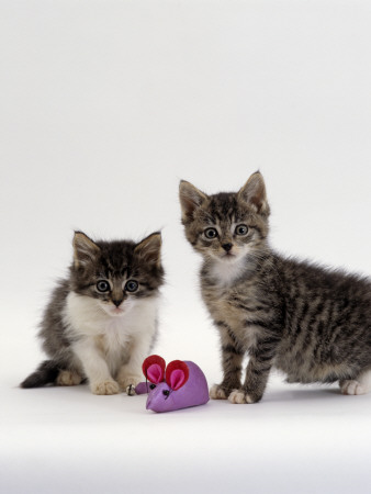 Orphan Kittens With Toy Mouse, Fit And Healthy, Five Weeks After Being Rescued As 7-Week Kittens by Jane Burton Pricing Limited Edition Print image