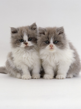 Domestic Cat, 9-Week, Blue Bicolour Persian Kittens by Jane Burton Pricing Limited Edition Print image