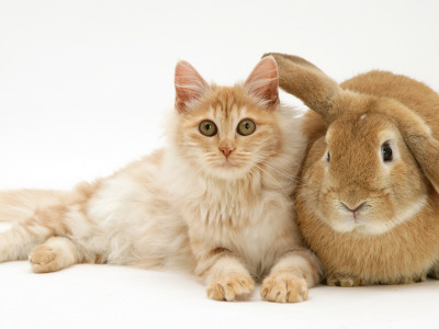 Red Silver Turkish Angora Cat With Sandy Lop Rabbit by Jane Burton Pricing Limited Edition Print image