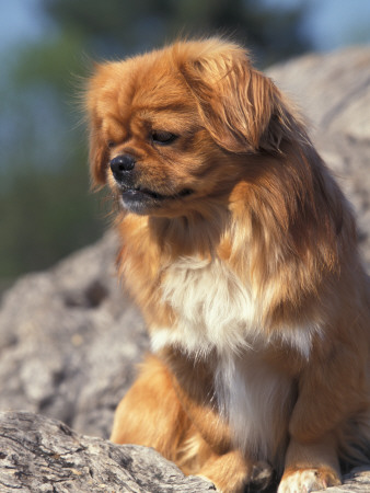 Tibetan Spaniels Sitting On Rocks And Looking Down by Adriano Bacchella Pricing Limited Edition Print image