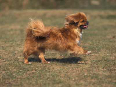Tibetan Spaniel Running by Adriano Bacchella Pricing Limited Edition Print image
