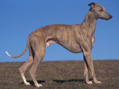 Whippet by Adriano Bacchella Pricing Limited Edition Print image