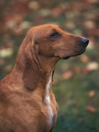 Smooth / Short-Haired Segugio Italiano Hound Profile Portrait by Adriano Bacchella Pricing Limited Edition Print image