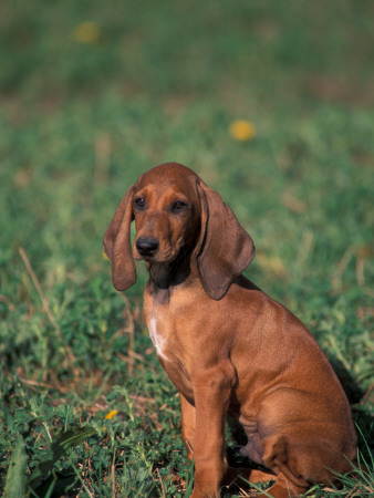 Smooth / Short-Haired Segugio Italiano Hound Puppy Portrait by Adriano Bacchella Pricing Limited Edition Print image