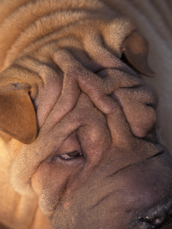 Shar Pei Portrait Showing Wrinkles On Top Of The Head by Adriano Bacchella Pricing Limited Edition Print image