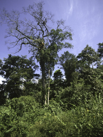 Trees Under A Blue Sky, Mexico by Michael Brown Pricing Limited Edition Print image