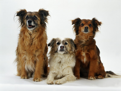 Mixed Breed Dogs by Steimer Pricing Limited Edition Print image