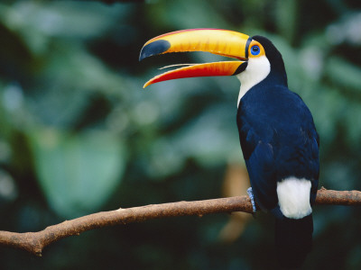 Toco Toucan In Tree, Igazu National Park, Brazil, Iguassu by Staffan Widstrand Pricing Limited Edition Print image