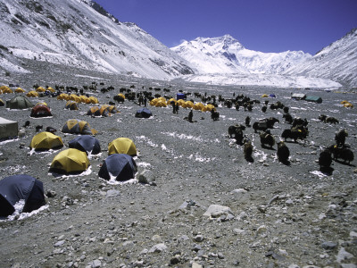 A Heard Of Yaks And Tents, Nepal by Michael Brown Pricing Limited Edition Print image
