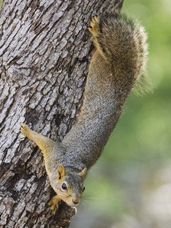 Eastern Fox Squirrel Hill Country, Texas, Usa by Rolf Nussbaumer Pricing Limited Edition Print image