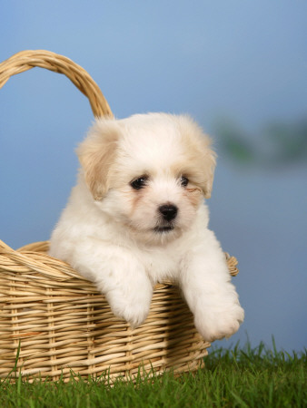 Coton De Tulear Puppy, 6 Weeks, In A Basket by Petra Wegner Pricing Limited Edition Print image