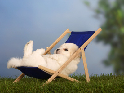 Coton De Tulear Puppy, 6 Weeks, Lying In A Deckchair by Petra Wegner Pricing Limited Edition Print image