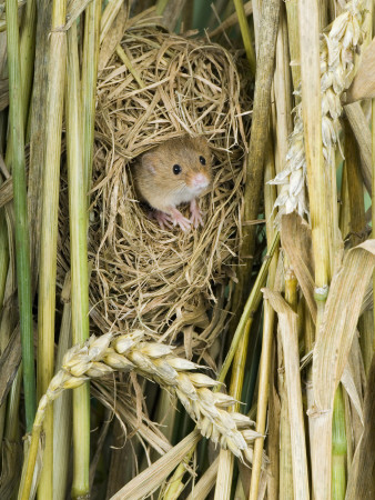 Harvest Mouse Adult Emerging From Breeding Nest In Corn, Uk by Andy Sands Pricing Limited Edition Print image