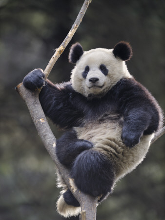 Subadult Giant Panda Climbing In A Tree Wolong Nature Reserve, China by Eric Baccega Pricing Limited Edition Print image