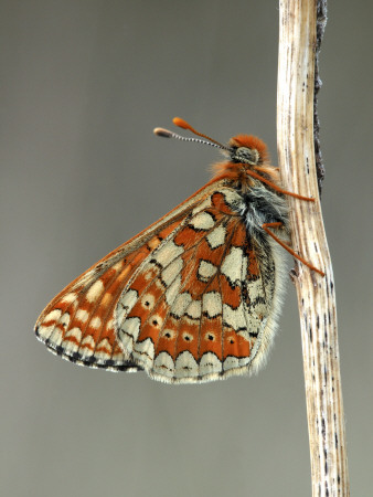 Marsh Fritillary Butterfly Resting. Devon, Uk by Ross Hoddinott Pricing Limited Edition Print image