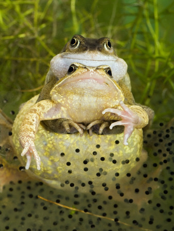 Common Frogs Pair In Amplexus Among Frogspawn, Uk by Andy Sands Pricing Limited Edition Print image