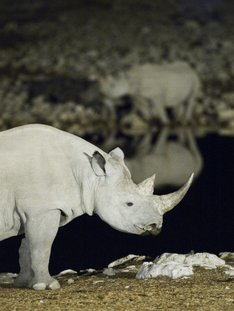 Black Rhinoceros At Okaukuejo Waterhole At Night, Etosha Np, Namibia by Tony Heald Pricing Limited Edition Print image