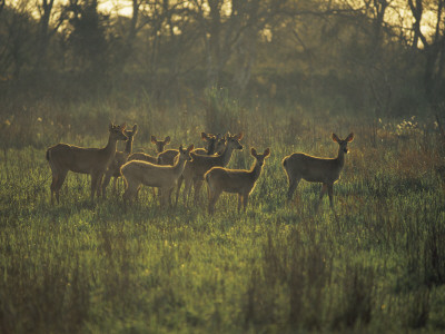 Barasingha Swamp Deer Kaziranga Np, Assam, India by Jean-Pierre Zwaenepoel Pricing Limited Edition Print image