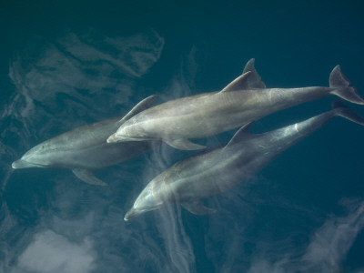 Common Bottlenose Dolphin Surfacing, Baja California, Sea Of Cortez, Mexico by Mark Carwardine Pricing Limited Edition Print image