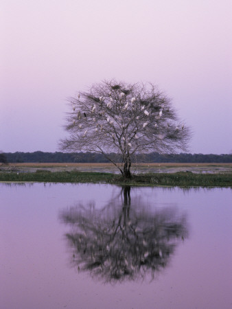 Keoladeo Ghana Np, Bharatpur, Rajasthan, India, With Egrets Roosting In Tree by Jean-Pierre Zwaenepoel Pricing Limited Edition Print image