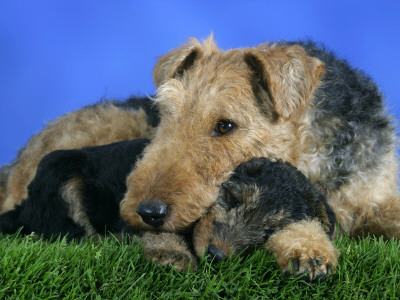 Domestic Dog, Welsh Terrier With Puppy, 7 Weeks by Petra Wegner Pricing Limited Edition Print image