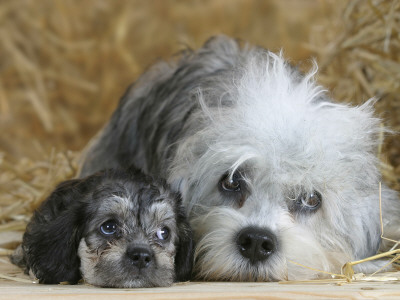 Domestic Dog, Dandie Dinmont Terrier With Puppy, 6 Weeks by Petra Wegner Pricing Limited Edition Print image