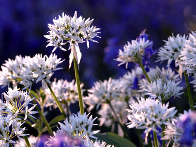 Wild Garlic Ramsons Among Bluebells, Lanhydrock Woodland, Cornwall, Uk by Ross Hoddinott Pricing Limited Edition Print image