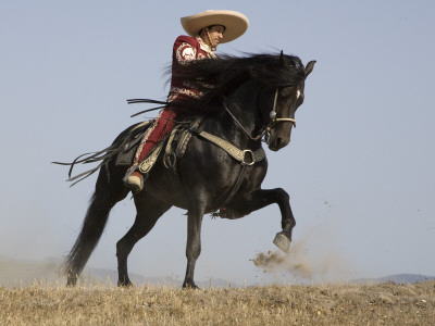 Charro On A Black Andalusian Stallion Galloping In Ojai, California, Usa by Carol Walker Pricing Limited Edition Print image