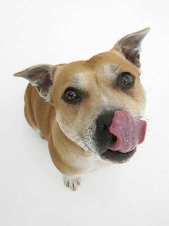 Staffordshire Bull Terrier Bitch Looking Up And Licking Her Snout by Jane Burton Pricing Limited Edition Print image