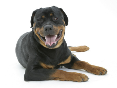 Rottweiler Dog Lying Down, Head Up by Jane Burton Pricing Limited Edition Print image