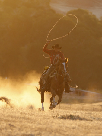 Cowboy Galloping While Swinging A Rope Lassoo At Sunset, Flitner Ranch, Shell, Wyoming, Usa by Carol Walker Pricing Limited Edition Print image