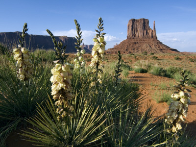 Soapweed Yucca. Monument Valley Navajo Tribal Park, Arizona, Usa 2007 by Philippe Clement Pricing Limited Edition Print image