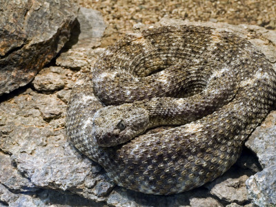 Speckled Rattlesnake Coiled. Arizona, Usa by Philippe Clement Pricing Limited Edition Print image