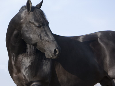 Black Quarter Horse Stallion, Longmont, Colorado, Usa by Carol Walker Pricing Limited Edition Print image