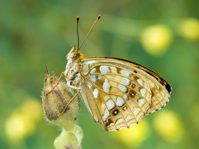 High Brown Fritillary Butterfly At Rest On Red Campion Seedhead, Uk by Andy Sands Pricing Limited Edition Print image