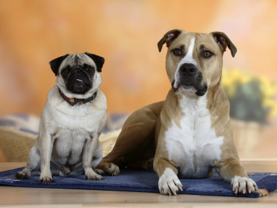 Pug Sitting On A Rug Next To A Mixed Breed Dog by Petra Wegner Pricing Limited Edition Print image