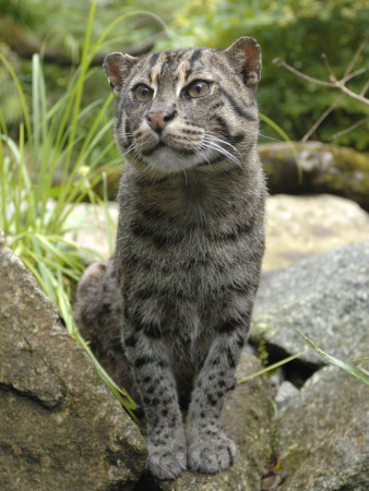 Fishing Cat On Rocks, Iucn Red List Of Endangered Species by Eric Baccega Pricing Limited Edition Print image