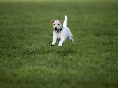 Parson Russell Terrier Running In Field by Petra Wegner Pricing Limited Edition Print image