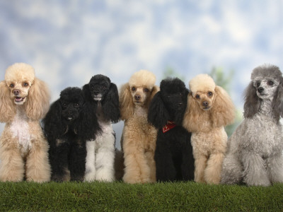Seven Miniature Poodles Of Different Coat Colours To Show Coat Colour Variation Within The Breed by Petra Wegner Pricing Limited Edition Print image