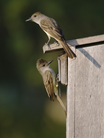 Brown-Crested Flycatcher Pair At Nest Box, Rio Grande Valley, Texas, Usa by Rolf Nussbaumer Pricing Limited Edition Print image