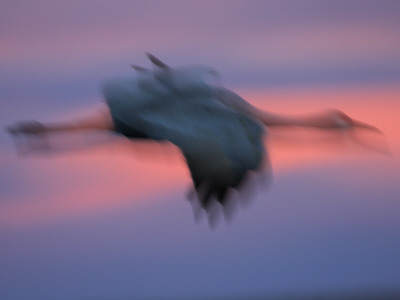 Abstract Sandhill Crane Flying, Bosque Del Apache National Wildlife Refuge, New Mexico, Usa by Mark Carwardine Pricing Limited Edition Print image