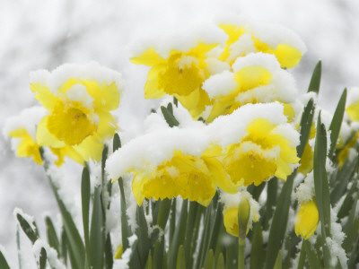 Daffodils Flowers Covered In Snow, Norfolk, Uk by Gary Smith Pricing Limited Edition Print image