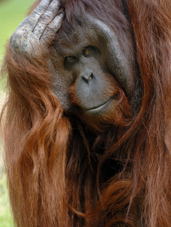 Male Orang-Utan With Head On Hand. Native To Borneo. Captive, France by Eric Baccega Pricing Limited Edition Print image