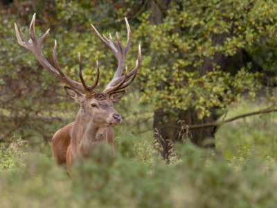 Red Deer Stag, Dyrehaven, Denmark by Edwin Giesbers Pricing Limited Edition Print image